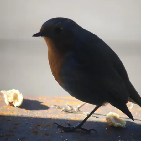 Acquavilla * Pombal (Leiria)