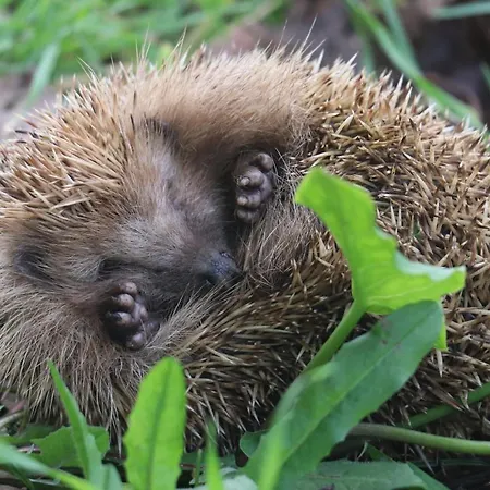 Acquavilla * Pombal (Leiria)