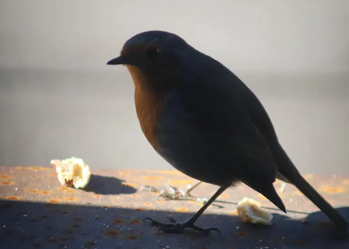 Acquavilla * بومبال