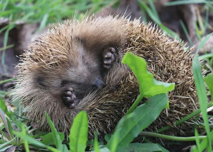 Acquavilla * بومبال