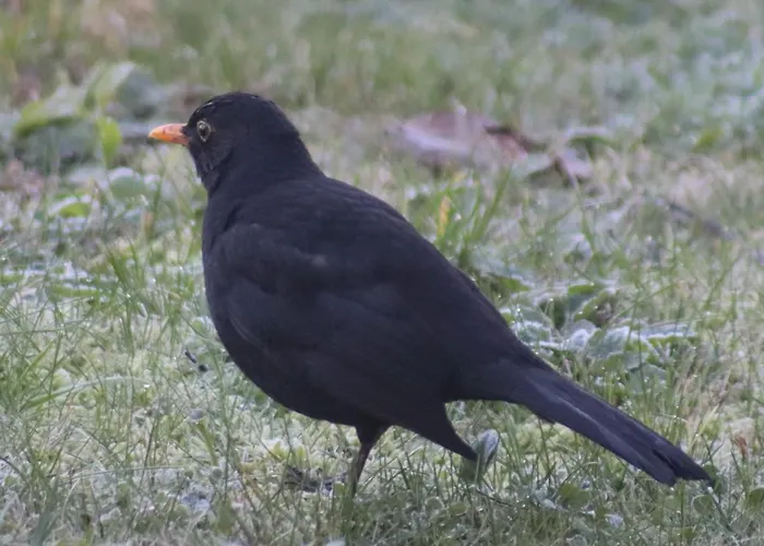 مزرعة للإقامة Acquavilla بومبال